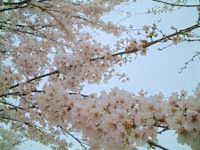 那須高原で桜を見る！２