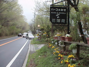 花薄荷1