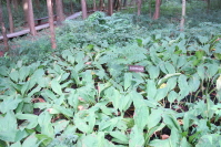 花と体験の森5