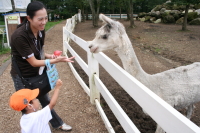 那須アルパカ牧場3