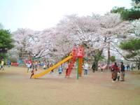 那須高原で桜を見る！５