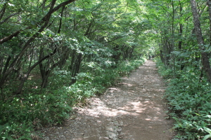 那須平成の森４